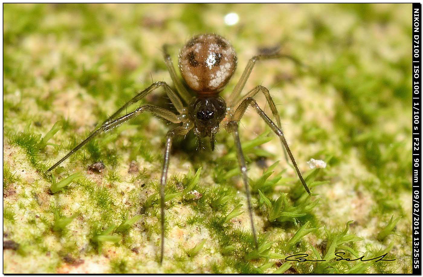 Linyphiidae - Ittiri (SS)